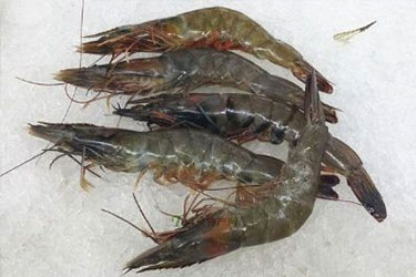 1652953645741652.jpg 北龍港青蝦.jpg